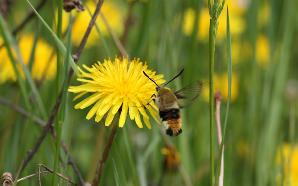 Hemaris fuciformis